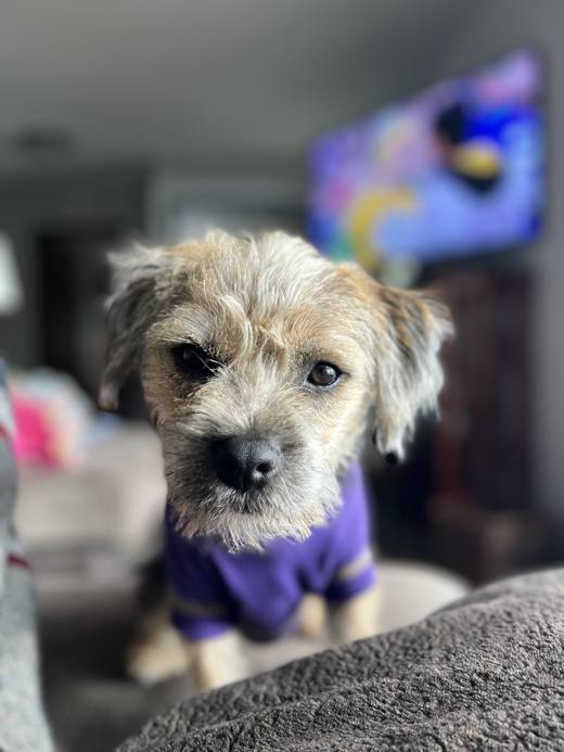 Ash, a border terrier in a purple jersey, staring into the camera